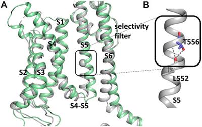 Binding of RPR260243 at the intracellular side of the hERG1 channel pore domain slows closure of the helix bundle crossing gate